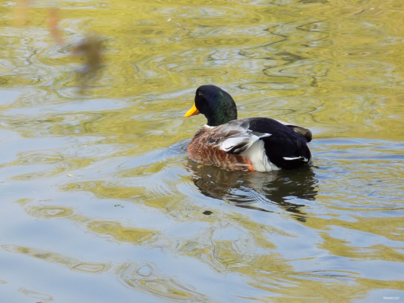 A beautiful little duck is on the lake