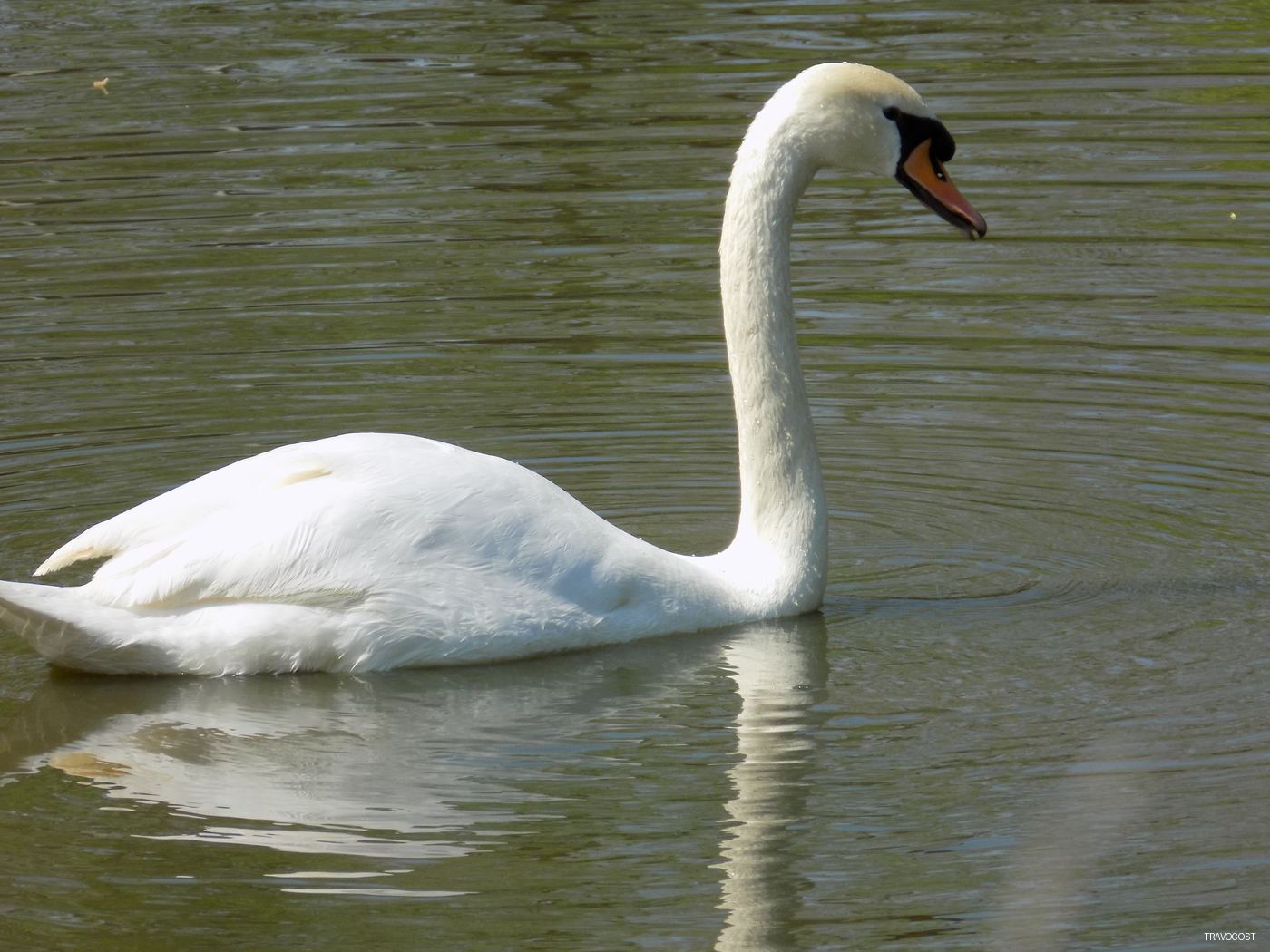 A beautiful white swan captured on a lake in Romania — Wildlife — Travocost photography